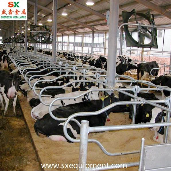 Dairy Cattle Free Stall